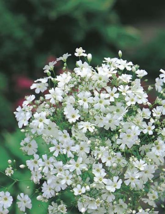 White Annual, Gypsophila Seeds