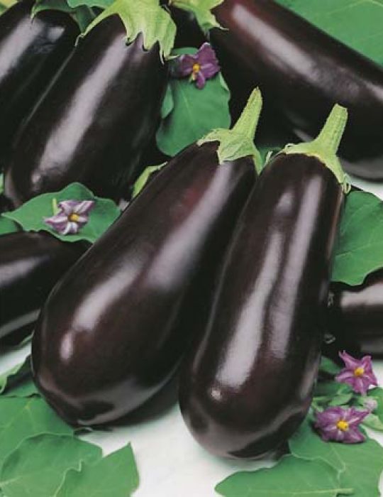 Eggplant Seeds Vegetables Seeds Mr Fothergills Seeds 