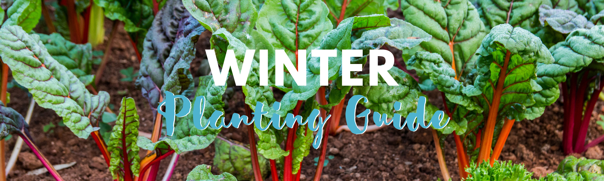Winter Sowing Guide